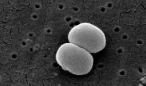 staphylococcus_epidermidis_01