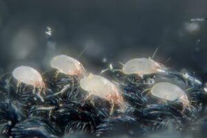 House dust mites (Dermatophagoides pteronyssinus)